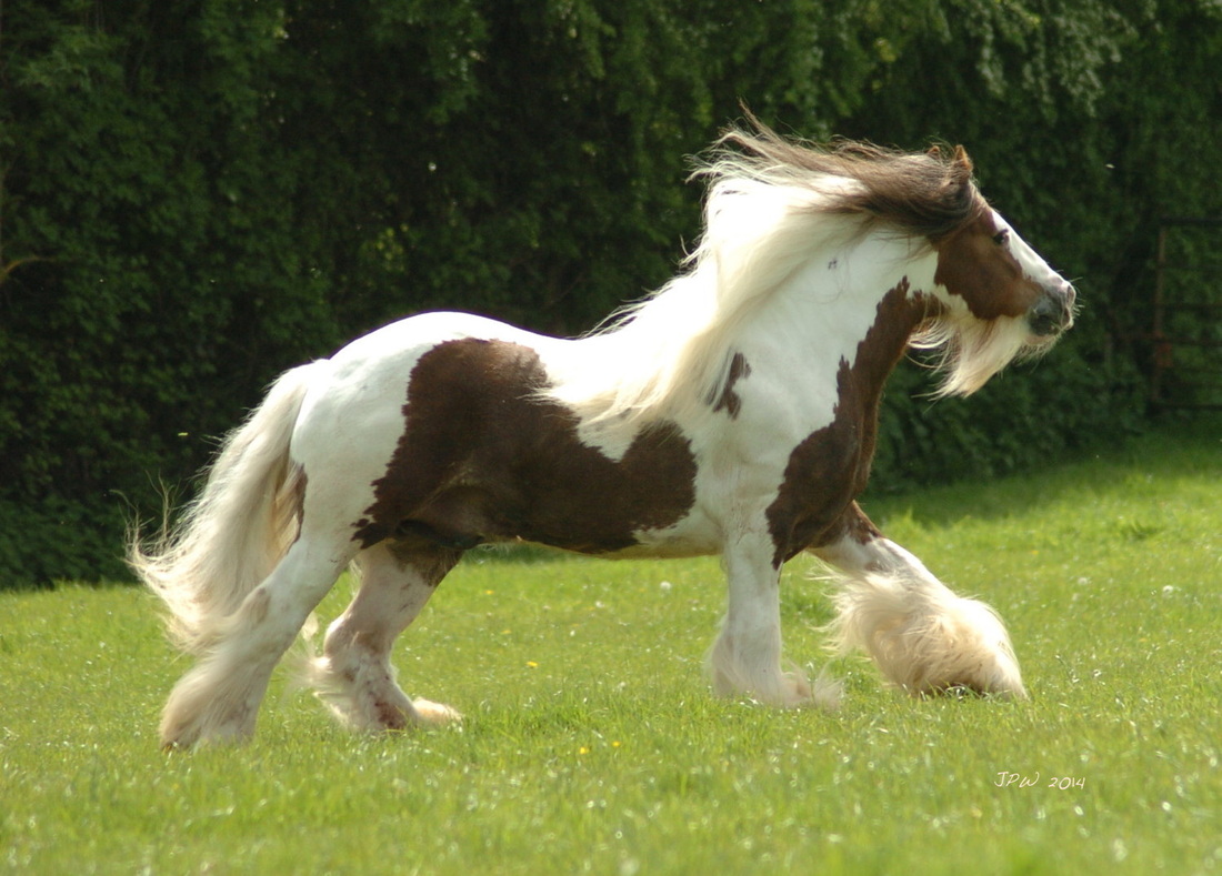 tonto2